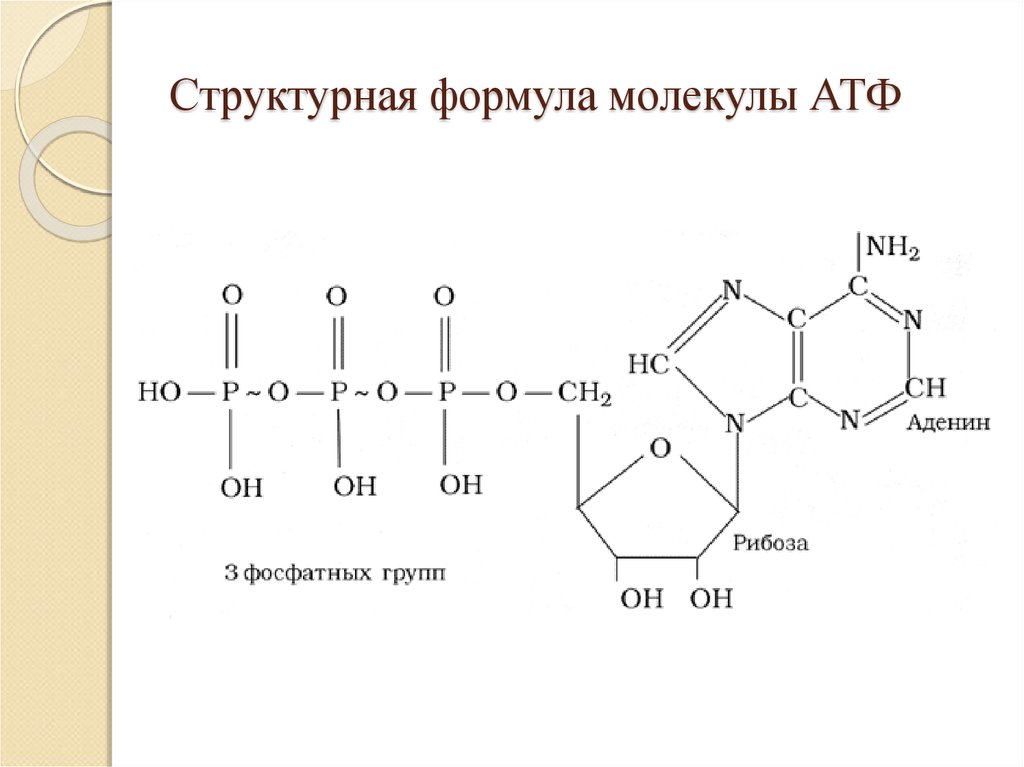 На рисунке показана структура. Структурная формула молекулы АТФ. АТФ формула биохимия. Формула АТФ структурная строение. Структурная формула АТФ биохимия.