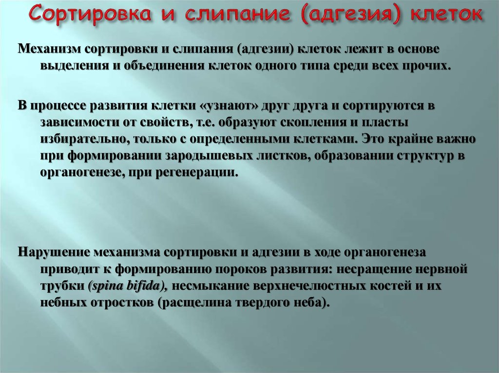 Текущее использование. Сортировка и адгезия клеток. Адгезия клеток в онтогенезе. Сортировка клеток в онтогенезе. Нарушение адгезии клеток.