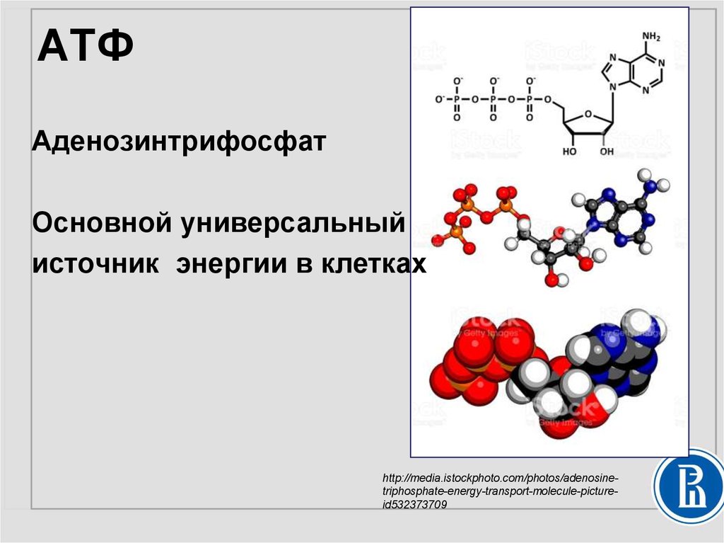 Каким номером на рисунке обозначена молекула атф рассмотрите рисунки и выполните задания 5 и 6