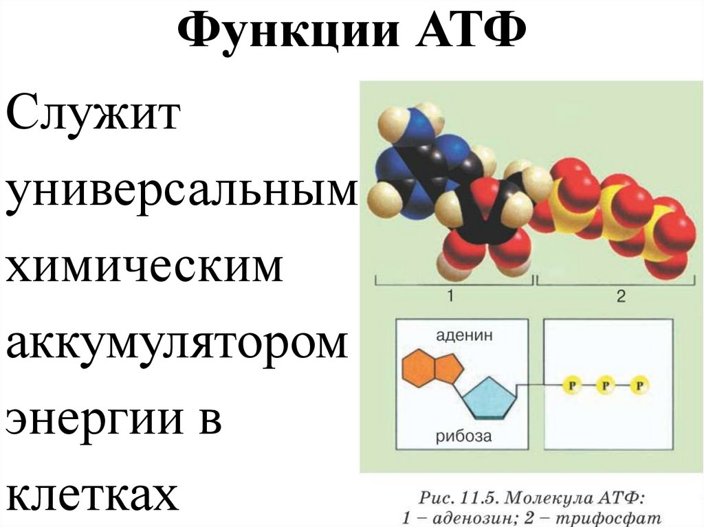 Роль молекул. АТФ строение и функции. Строение функции и образование АТФ. Строение АТФ типы химических связей. Структура клетки АТФ.