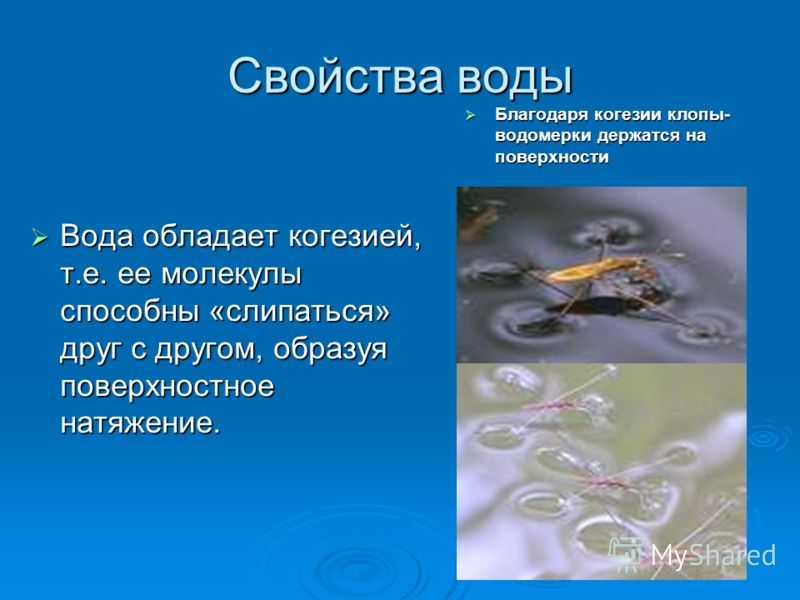 Вода обладает. Когезия воды. Адгезия и когезия воды. Адгезия свойство воды. Когезия и адгезия в биологии.