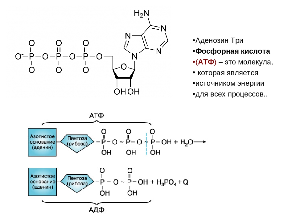Каким номером на рисунке обозначена молекула атф рассмотрите рисунки и выполните задания 5 и 6