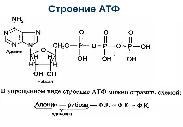 Строение 17. Схема строения АТФ. Схема строения молекулы АТФ. Структура и строение АТФ. Строение молекулы АТФ.