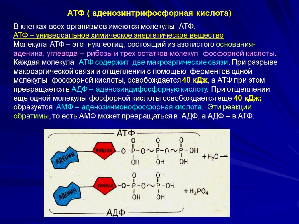 Атф кдж. Азотистые основания аденозинтрифосфорной кислоты. АТФ аденозинтрифосфорная кислота. Алдиназин трифосфорная кислота. Функции аденозинтрифосфорной кислоты.